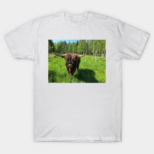 Scottish Highland Cattle Bull 2416 T-Shirt